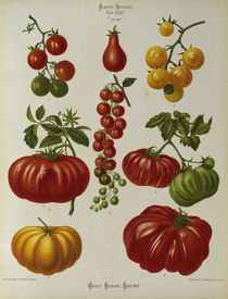 Tomaten, Album Benary / Farblithographie by klassik art