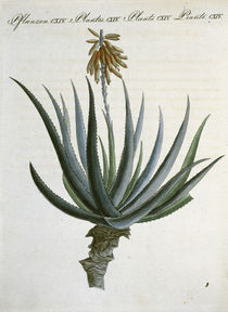 Aloe / aus Bertuch 1809 by klassik-art