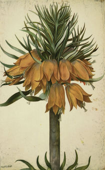 Botanik, Lilie / G. Flegel by klassik art