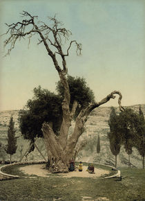 Mamre, Abraham Eiche / Photochrom by AKG  Images