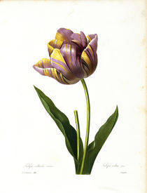 Tulpe / Redoute von AKG  Images