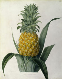 Ananas / Farblitho nach William Hooker by klassik art