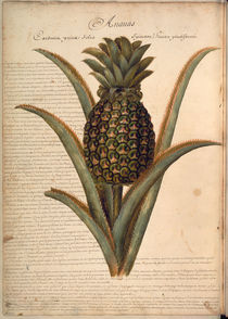 Ananas / Ch.Plumier by klassik art