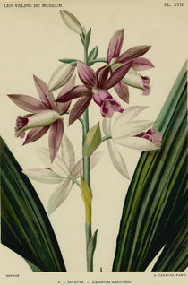 Orchidee/Aquarell Redoute by klassik art