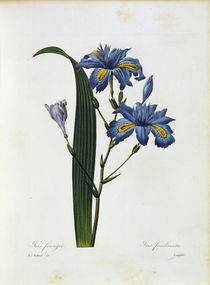 Iris fimbriata / Redoute von klassik art