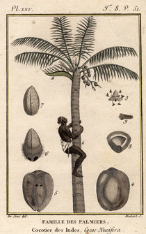 Kokospalme von klassik-art