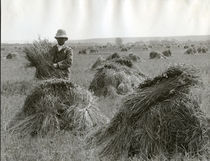 Mann im Weizenfeld, Oregon / Foto 1910 von klassik-art