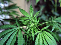 Hanf (Cannabis sativa) / Foto von klassik-art