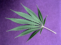 Hanf (Cannabis sativa) / Foto von klassik-art