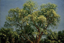 A.A.Iwanow, Baum im Chigi by klassik-art