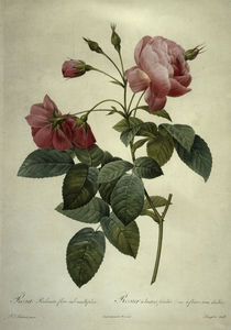 Rosa reclinata flore sub mutiplici by klassik art