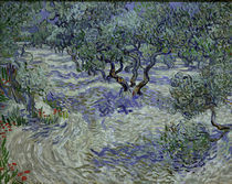 V.v.Gogh, Olivenhain von klassik-art