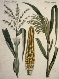 Getreidearten / aus Bertuch 1796 von klassik-art