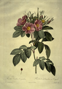 Rosa carolina corymbosa/nach Redoute by klassik art