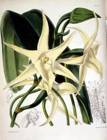Orchidee / W.H.Fitch, 1876 von klassik-art