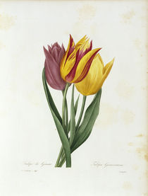 Tulpe Gesneriana / Redoute von klassik-art