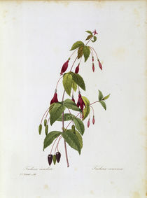 Fuchsia / Redoute by klassik-art