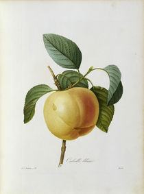 Apfel, Calville blanc / Redoute by klassik-art