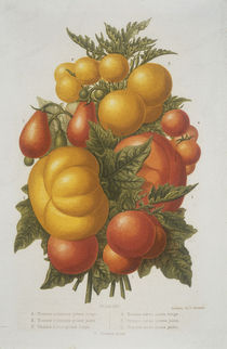 Tomate / Farblithographie by klassik art