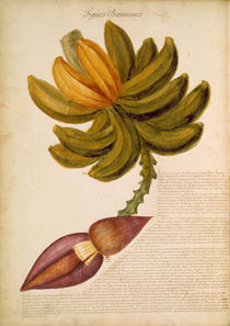 Banane / Ch.Plumier von klassik art