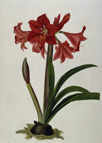 Amaryllis / Farblitho / E.Bury 1831-34 von klassik art