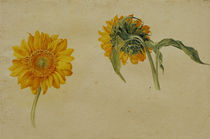 Franz Horny, Sonnenblumen von klassik art