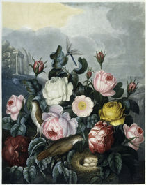 Rosen / Aquatinta nach Thornton 1805 von klassik art