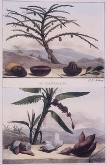 Kalebassenbaum u.Banane / J.B.Debret by klassik art
