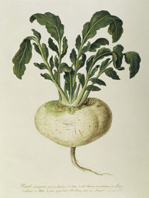 Speiseruebe, Regne Vegetal / Gouache von klassik-art