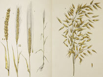 Getreide / Farblitho. 1891 von klassik-art