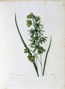 Ixia viridiflora / Redoute by klassik art
