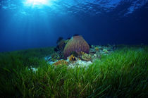 Magical seagrass by Steve De Neef