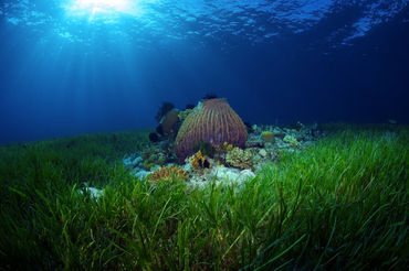 Magical-sea-grass-bed-2