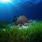 Magical-sea-grass-bed-2