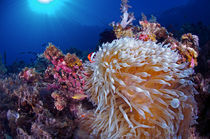 Clownfish hidden in the reef