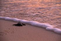 Tiny turtle by Steve De Neef