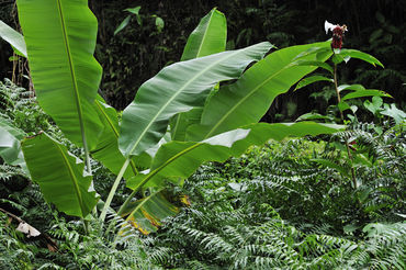 Banana-tree-leave-garden-hawaii-rm-haw-d319203