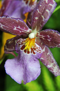 Purple Orchids, close-up, Big Island, Hawaii Islands, United States von Sami Sarkis Photography