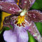 Flower-hawaii-orchid-purple-rm-haw-d319221