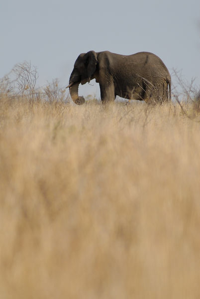 African-elephant-south-africa-saa8992