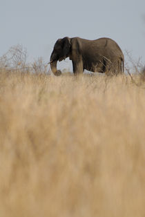 African Elephant (Loxodonta africana) in the savannah, South Africa, Kruger National Park von Sami Sarkis Photography