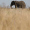 African-elephant-south-africa-saa8992