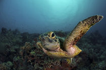 Curious turtle by Steve De Neef
