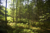 England Worcestershire Wyre Forest von Jason Friend