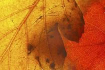  Autumn Leaves by Jason Friend