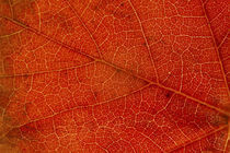  Autumn Leaves von Jason Friend