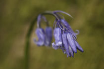 England, Cumbria, Native Bluebell Flower by Jason Friend