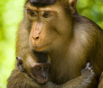 Sabah Malaysia, Borneo, Pig Tailed Macaque von Jason Friend
