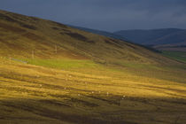 Schottland, Scottish Borders, Fethan Hill. von Jason Friend