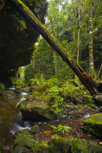 Australien, New South Wales, Blue Mountains National Park. von Jason Friend